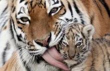 50 niesamowitych zdjęć zwierząt z 2011 roku