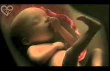 Genialna animacja komputerowa 9-miesięcznej ciąży od zapłodnienia do porodu.