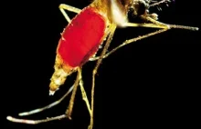 W fabryce komarów: naukowcy hodują genetycznie modyfikowane komary