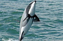 "Ciche przyzwolenie na wymarcie delfinów Maui". Żyją tylko 42 takie ssaki