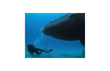 Magiczny dzień z wielorybami