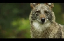 Życie Kojoto-wilka w Nowym Jorku. Ciekawostka na temat hybrydy która zaczęła