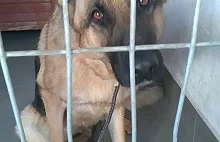 Nastolatka uratowała psa uwięzionego w Sanie