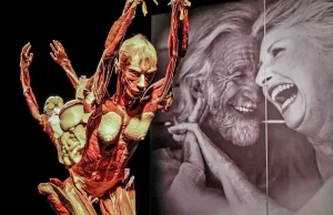 Body Worlds znów w Polsce. "Koło życia" ukazane w ludzkich eksponatach :...