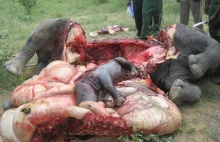 Ostatnie nosorożce na wolności giną