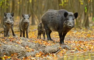 ASF: Belgia odstrzeli resztę dzików