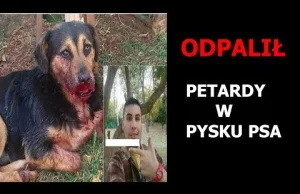 ODPALILI PETARDY W PYSKU PSA...