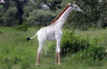 Niezwykle rzadka biała żyrafa napotkana w Tanzanii.