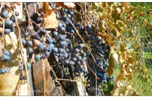 Domowy wyrób win i miodów oraz octów owocowych: winogrona