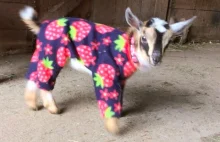 Małe kozy w piżamach