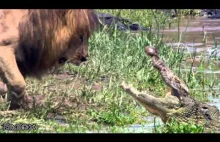 Krokodyl zasadza się na ucztujące lwice