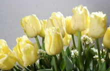 3 maja premierowy pokaz tulipana "Leszek Miller". Będzie czerwony?