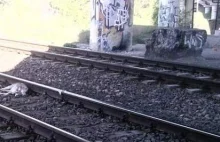 Opole: Zwyrodnialec kopnął psa wprost pod koła pociągu!