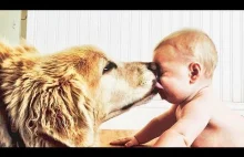 Funny and Cute Dogs Kissing Babies...