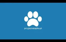 przyjaznalapka.pl - Portal do adopcji zwierząt