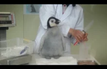 Słodki "mały" pingwinek