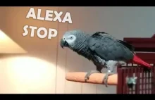 Birb hates music so he turns it off