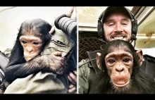 Pilot uratował małego szympansa przed kłusownikami