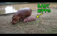Hipopotam jedzący trawę