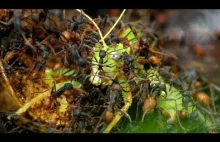 Armia mrówek przemieszcza się przez dżunglę pożerając wszystko co żywe.