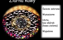 Dla kawomaniaków - jak wyglądają ziarna kawy od zebrania do wypalenia