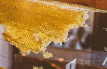 Miód pszczeli: Jak rozpoznać naturalny miód i nie dać się oszukać