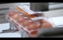 Jak zbierają jajka w fabryce...