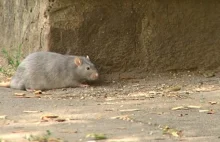 Szczury w Warszawie. Pełno ich nad Balatonem na Gocławiu - Polsat News