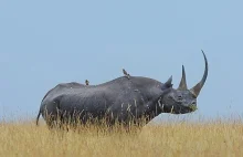 Jeden o z ostatnich wolno żyjących nosorożców w Afryce.
