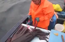 Łowienie dużych kalmarów