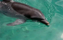 Język delfinów rozszyfrowany