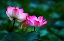 Kwiat lotosu - 14 cudownych właściwości