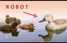 Zdalnie sterowana kaczka-robot, która wychowuje prawdziwe młode.
