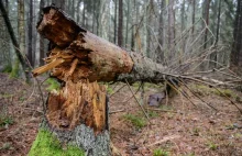 Inwazja kornika drukarza. Właściciele lasów prywatnych winią leśników