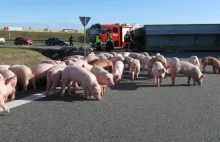 A to świnie... zablokowały autostradę