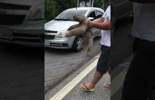 Mężczyzna pomaga leniwcowi przechodzić przez ulicę i umieszcza go na drzewie