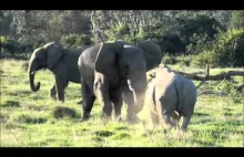 Inteligentny słoń atakuje nosorożca patykiem