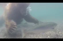 Niedźwiedź poluje pod wodą na ryby