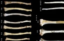 Naukowcy odkrywają tajemnicę wzrostu Homo heidelbergensis