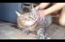 Rosjanka szczotkuje 13-kilogramowego kota
