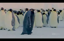 Mała czarna sukienka pingwina BBC...