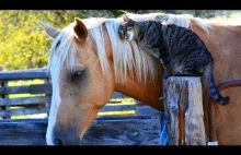 Horse And Cat Are Best Friends Compilation