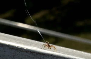 Jak latają pająki? Naukowcy sprawdzili ich zdumiewające umiejętności
