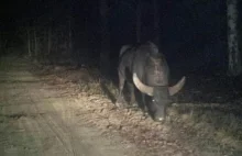 Bawół wodny sieje postrach na drodze [ZDJĘCIA]