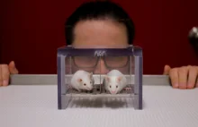 Myszy laboratoryjne boją się mężczyzn ale nie kobiet