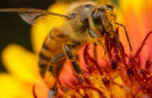 Nowe badanie wpływu glifosatu (roundup) na wymieranie pszczół