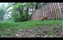 Mała wiewiórka zostaje zaatakowana przez lisa w ogrodzie