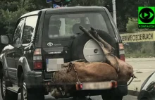 Wiózł padlinę na uchwycie na rowery. Grozi mu ... - Ignorancja tvn i policji!