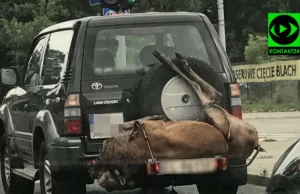 Wiózł padlinę na uchwycie na rowery. Grozi mu ... - Ignorancja tvn i policji!