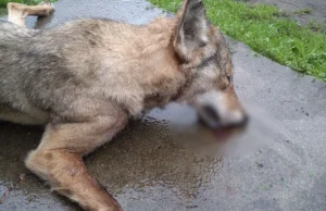 Ktoś zastrzelił wilczycę pod Złotowem. Miała czwórkę młodych.